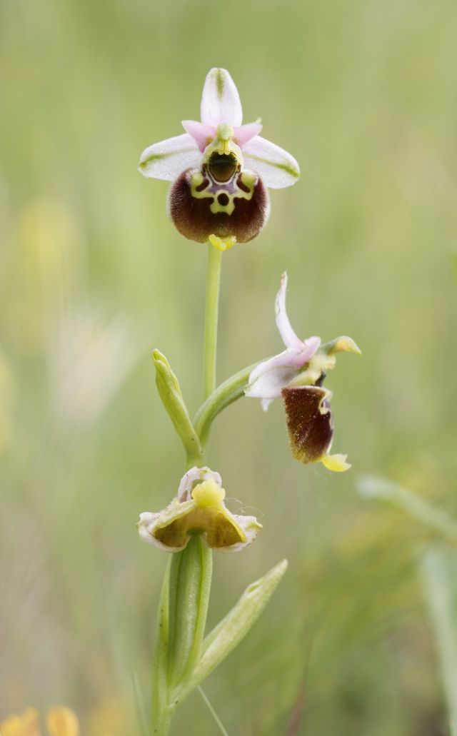 Serapias parviflora e ibridi (Mugello)